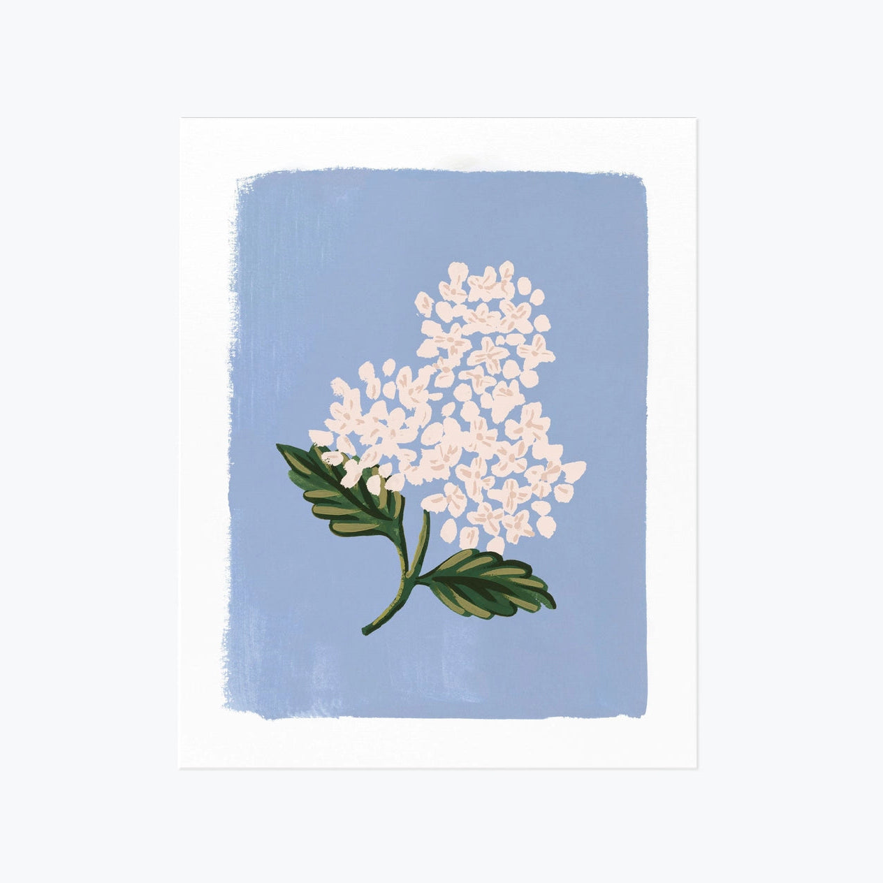 Hydrangea Bloom Art Print